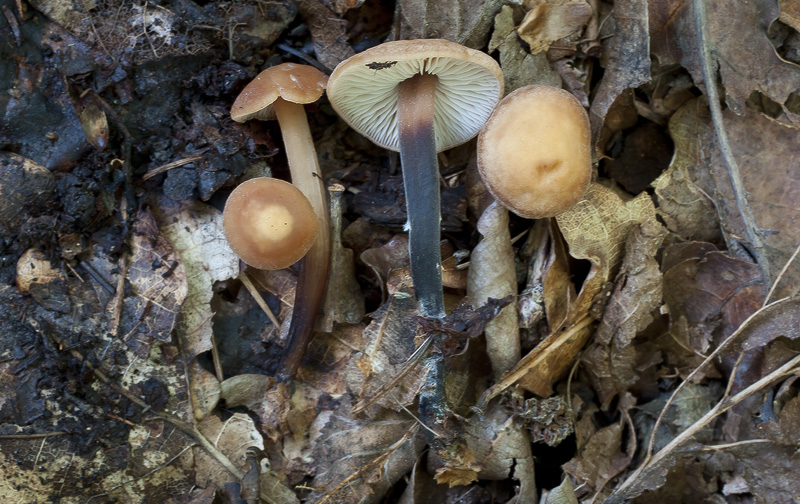 Gymnopus brassicolens